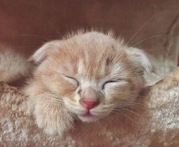 Close-up of cat sleeping