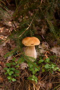 Close-up of mushroom growing on field