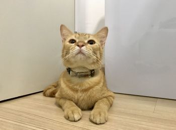 Portrait of a cat sitting on hardwood floor