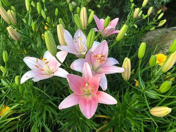 Close-up of pink flowering plants on field