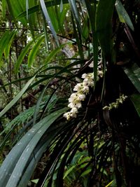 Close-up of white flowering plant