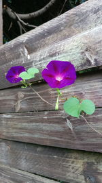 Close-up of pink flower on wood