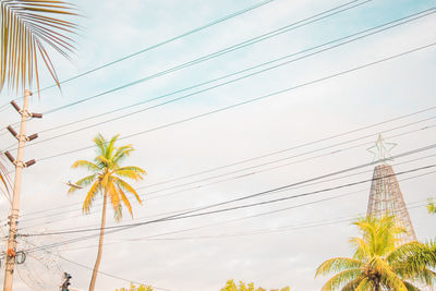 palm tree