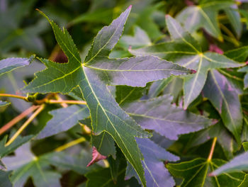 Close-up of plant leaves