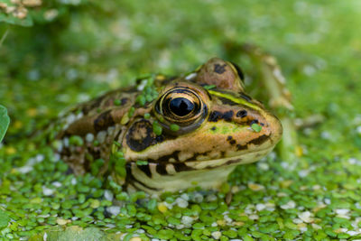 Close-up of frog on plant