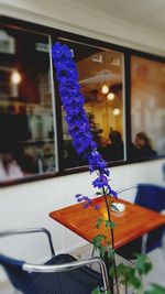 View of flowers in vase