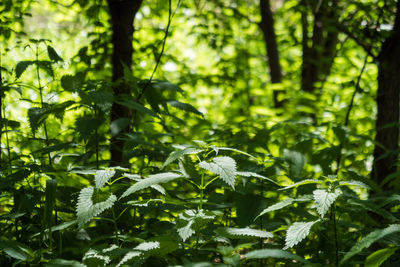 Close-up of fresh green leaves and trees in forest