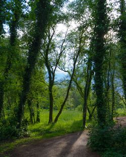 Road amidst trees in forest