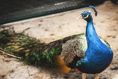 Close-up of peacock