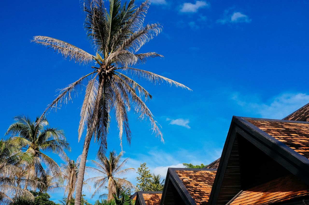 low angle view, building exterior, architecture, blue, built structure, sky, tree, growth, day, house, sunlight, outdoors, cloud - sky, cloud, tall - high, no people, branch, nature, high section, roof