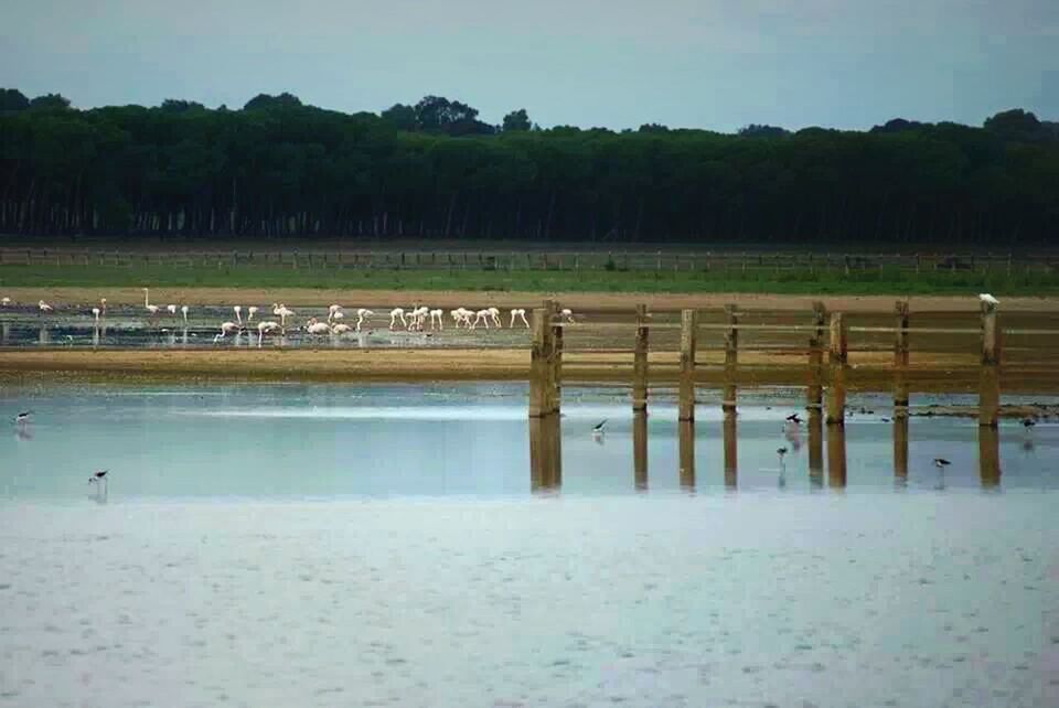 water, tree, tranquil scene, tranquility, scenics, nature, lake, beauty in nature, reflection, sky, grass, idyllic, outdoors, day, non-urban scene, incidental people, pond, beach, park - man made space, landscape