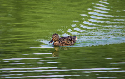 Mallard duck swimming in lake