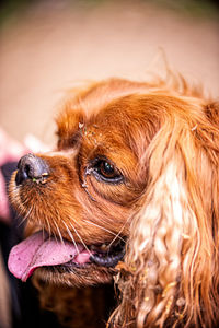 Close-up of dog looking away