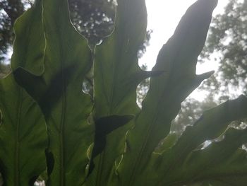 Close-up of fresh green plant