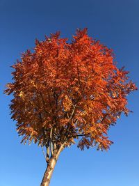 Low angle view of autumnal tree against clear blue sky