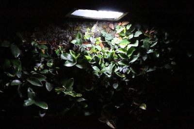 Flowers growing at night