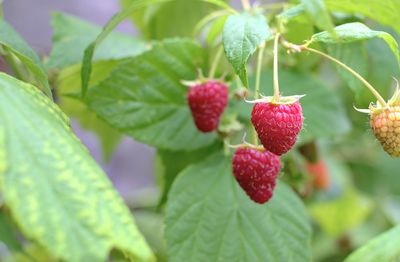 Close-up of strawberry growing on plant