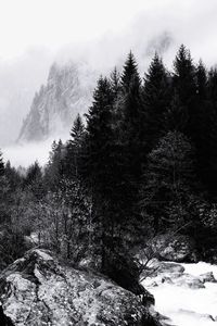 Trees in forest during winter