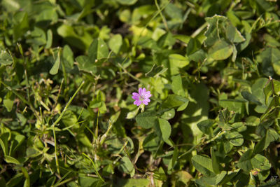 Close-up of flowers