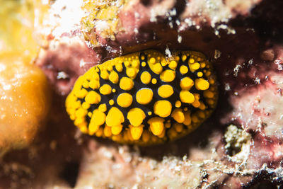 Close-up of yellow underwater