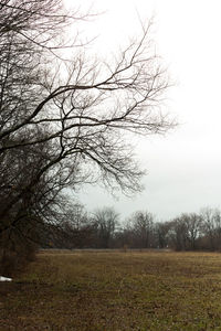 Bare tree on field against sky