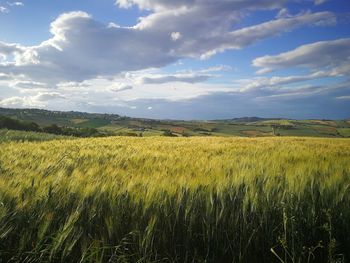 Scenic view of agricultural field against sky