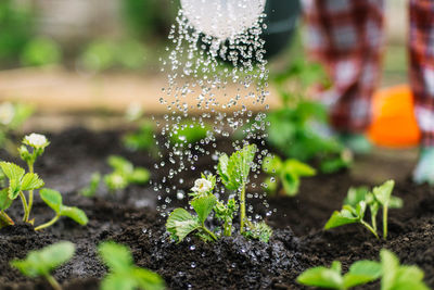 Woman watering strawberries in the garden