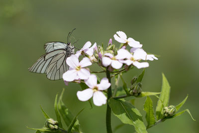 Close-up of white flowers