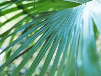 Close-up of palm leaf