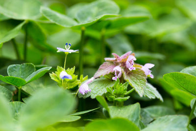 Close-up of purple flowering plant