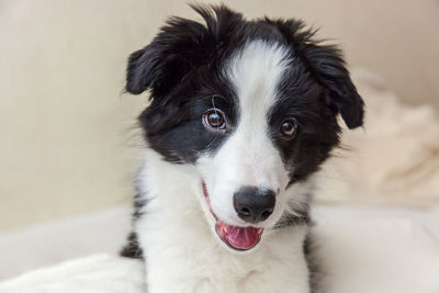 Close-up portrait of dog