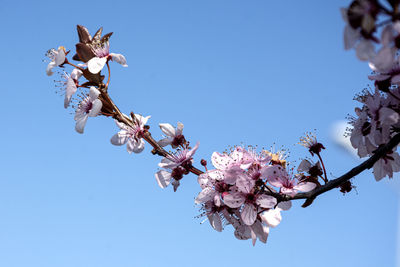 Low angle view of cherry blossoms against clear sky