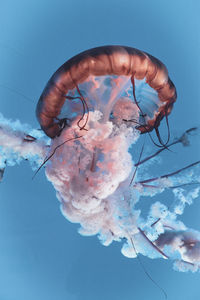 Close-up of jellyfish swimming in sea