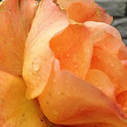 Macro shot of dew drops on rose