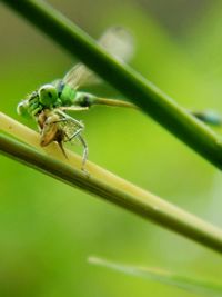 Close-up of insect on plant