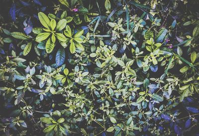 High angle view of purple flowering plants
