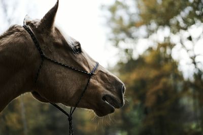 Close-up of horse