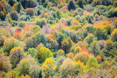 High angle view of trees