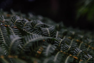 Close-up of pine cone on tree