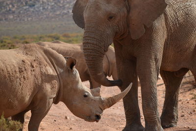 Elephant in the wild