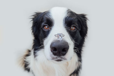 Close-up portrait of a dog