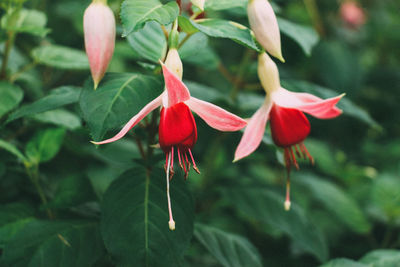 Close-up of red flowering plant