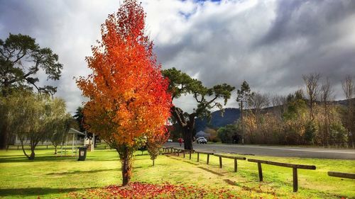 Trees on grassy field