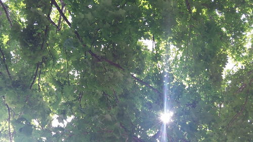 Low angle view of trees against sky in forest