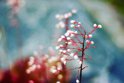 Close-up of pink cherry blossom