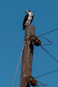 Low angle view of bird perching on cable against clear sky