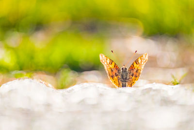 Close-up of butterfly on flower