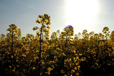 Scenic view of flowering plants on field against sky