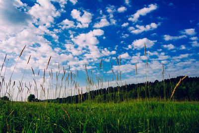 Low angle view of grass in field