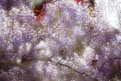 Low angle view of tree